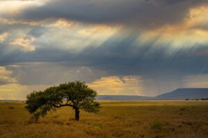 serengeti