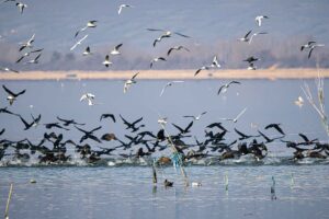 Kerkini Greece