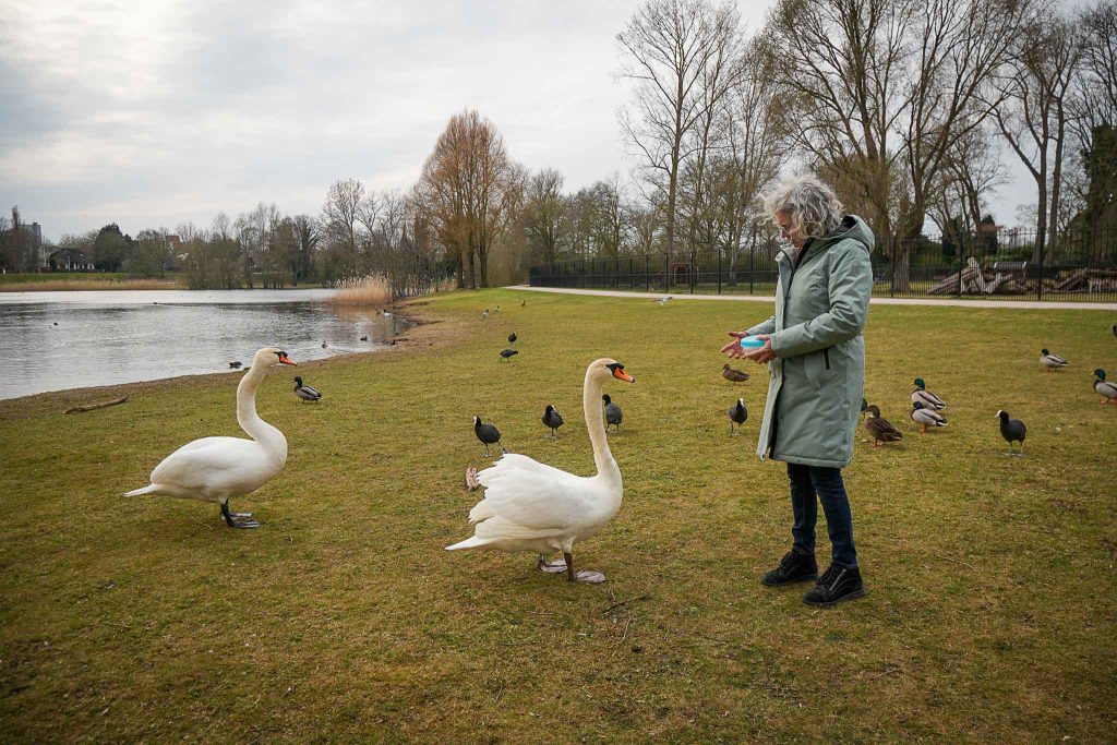 Liesbeth stands in a park, watching as two white swans gracefully approach her on the pathway.
