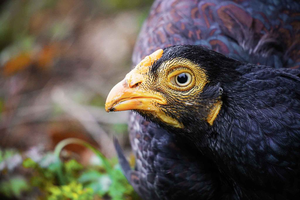 A detailed close-up of Nina, a dark coloured chicken, her feathers slightly ruffled as she looks into the camera.