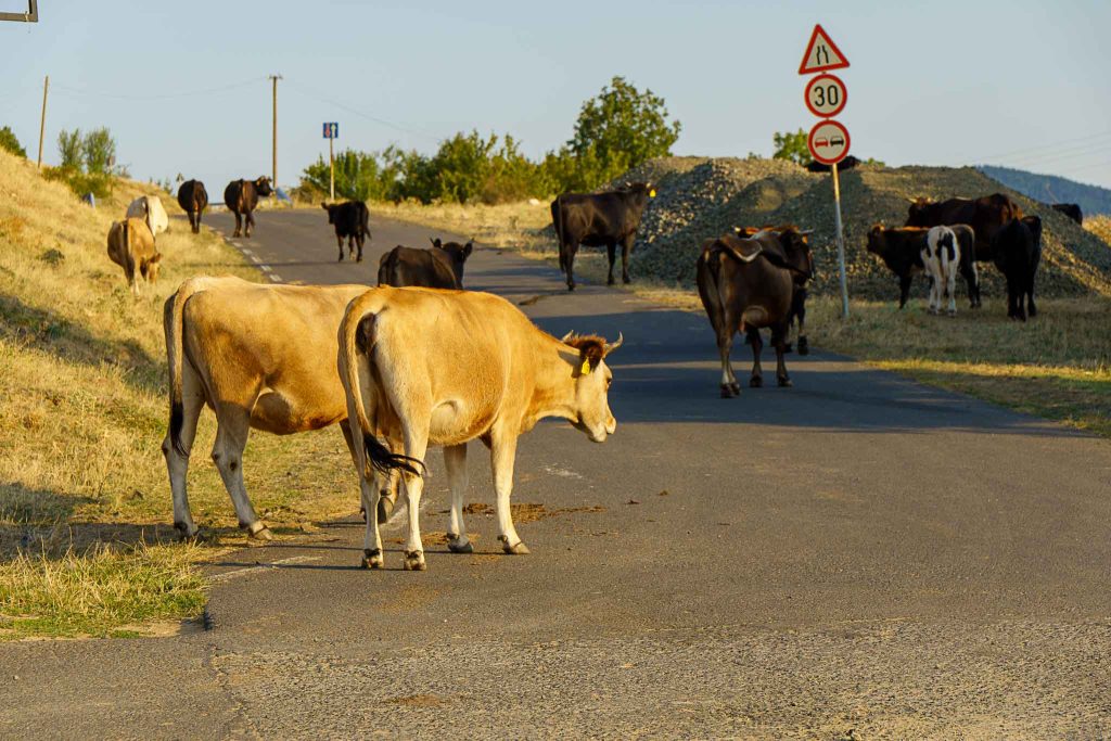Cows roaming freely on a quiet mountain road near the Arda River in the Rhodope Mountains, Bulgaria.