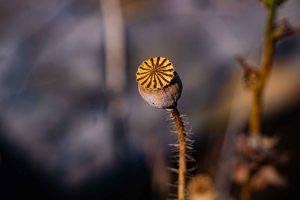 A solitary dried poppy seed head on a bristled stem, its ochre crown geometric against a soft grey-purple background.